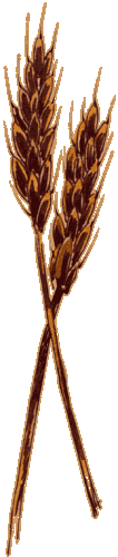 wheat stalks